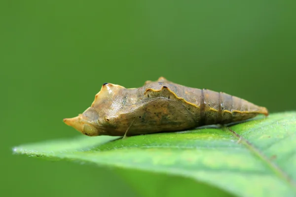 Guscio della pupa della farfalla — Foto Stock