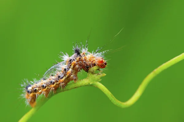 Larvas de borboletas - lagarta — Fotografia de Stock