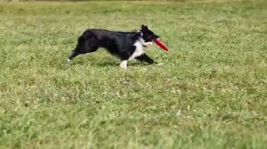 Siyah-beyaz renkli genç bir çoban köpeği yaz aylarında yeşil otlarla kaplı bir düzlükte uçan bir tabağın peşinden frizbi koşuyor.