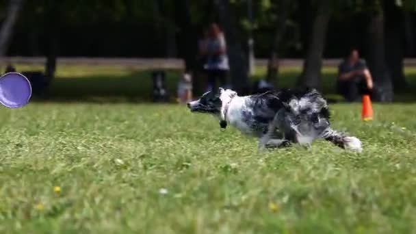 夏に緑の草で覆われた清掃で空を飛ぶ円盤の後に黒と白の若いボーダーコリーの犬がフリスビーを走らせます — ストック動画