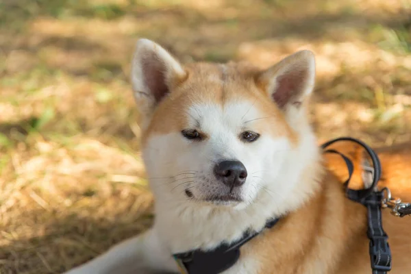 Gran Retrato Perro Doméstico Raza Shiba Inu Naturaleza Encuentra —  Fotos de Stock