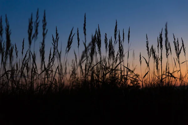 Tall Coastal Grass Grows Shore Sunset Red Blue Background Tall — Stock fotografie