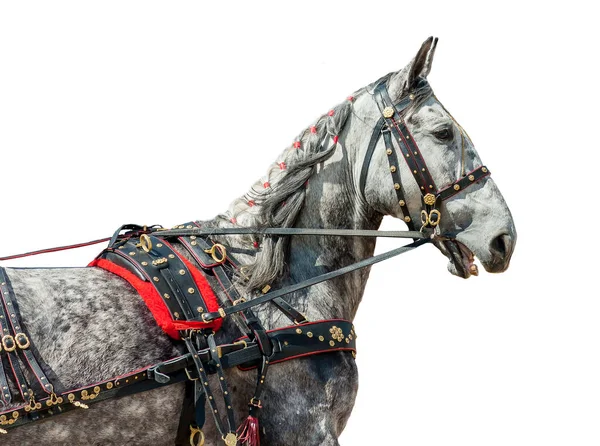 Portret Konia Zaprzęgniętego Szarym Odizolowanym Białym Tle Koniu Wyścigowym — Zdjęcie stockowe