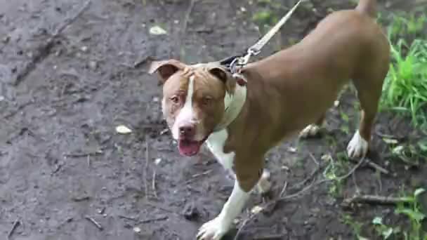 Amerikan Pitbull Terrier Cinsinden Kırmızı Beyaz Bir Köpek Ileri Bakar — Stok video