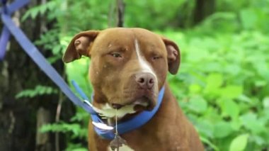 Amerikan Pitbull Terrier soyundan kırmızı bir köpek ileriye bakar ve bir ağaca bağlı olarak ayaktan ayağa hareket eder.