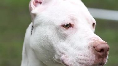 Beyaz bir Amerikan pitbull teriyerinin büyük bir portresi kırmızı bir geyik burnu olan köpek dikkatlice bakıyor ve burnunu hareket ettiriyor.