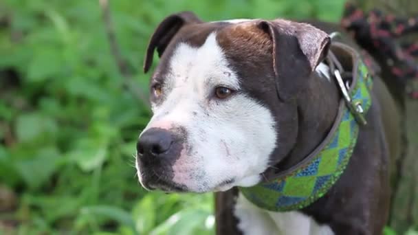 Perro Blanco Negro Raza American Pit Bull Terrier Mira Hacia — Vídeos de Stock