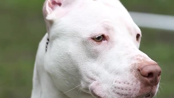 Большой Портрет Белой Американской Собаки Породы Пит Булл Терьер Красной — стоковое видео