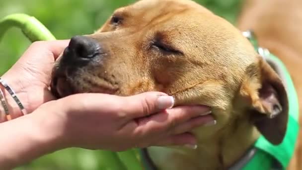 一只狗和一个男人的友谊 一个女孩抚摸着一只红狗的头 一个美国斗牛犬爱抚着一只知足的狗的大画像 — 图库视频影像
