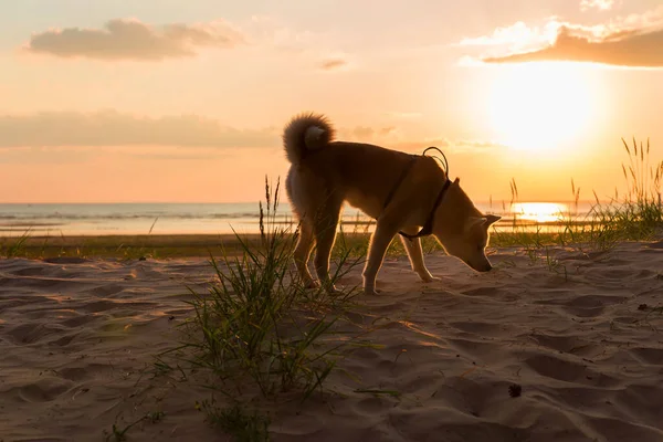 Cão Akita Inu Caminha Sozinho Pôr Sol Cheirando Grama Contra — Fotografia de Stock