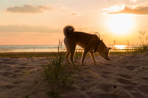 Perro Akita Inu Camina Solo Bajo Sol Poniente Oliendo Hierba — Foto de Stock