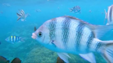 Mercan resifinde yüzen renkli balık sürüsü, sualtı manzarası, Zanzibar, Afrika. Tropik sualtı balıkları..