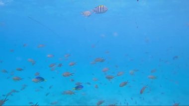 Mercan resifinde yüzen renkli balık sürüsü, sualtı manzarası, Zanzibar, Afrika. Tropik sualtı balıkları..