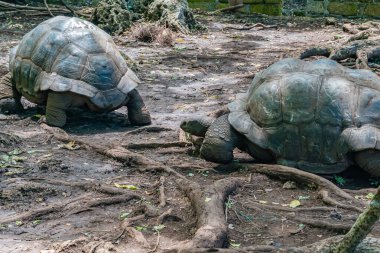 Aldabra dev kaplumbağaları ağaçların altında yürüyor, Kaplumbağa Zanzibar, Tanzanya 'da..