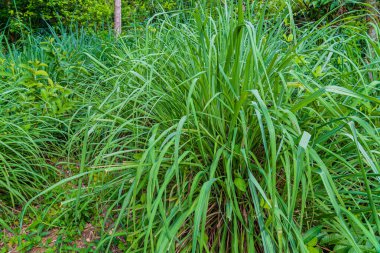 Limon çimi, Cymbopogon, Zanzibar, Tanzanya 'da bir çiftlikte yetişir.