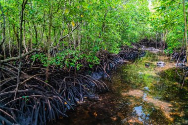 Mangrove ormanında küçük bir nehir, Zanzibar. Çamurdaki tropik orman. Jozani Ormanı
