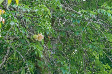 Ormandaki Baobab Ağacı 'nda çiçek, Zanzibar, Tanzanya