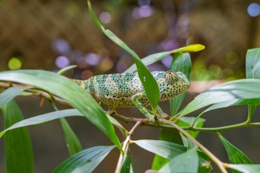 Bukalemun yaprakların üzerinde oturuyor. Zanzibar 'da bukalemun