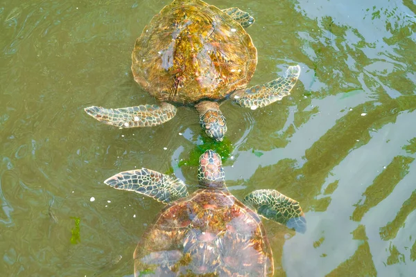 Algumas tartarugas marinhas nadam na água. Zanzibar, Tanzânia — Fotografia de Stock