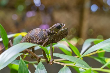 Bukalemun yaprakların üzerinde ağzı açık oturuyor. Zanzibar 'da bukalemun