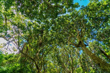 Zanzibar Jozani yağmur ormanları. Jozani-Chwaka Körfezi Koruma Alanı, Tanzanya, Afrika