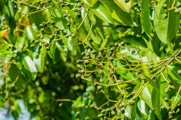 Πράσινα καρύδια Κάσιους φυτρώνουν σε ένα δέντρο. Zanzibar, Τανζανία — Φωτογραφία Αρχείου