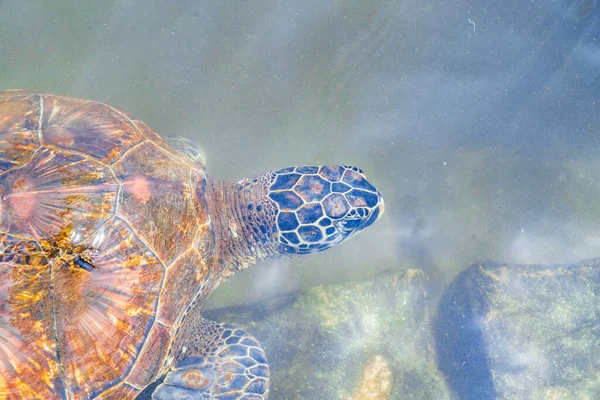Close up de tartarugas marinhas nadar na água. Zanzibar, Tanzânia — Fotografia de Stock