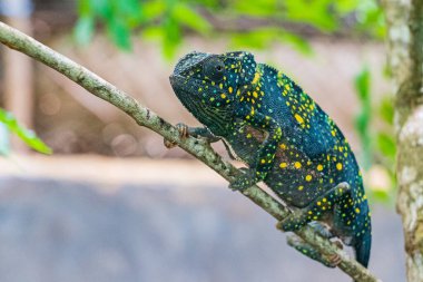 Yaprakların arasında saklanan bir dalda bukalemun. Zanzibar 'da bukalemun
