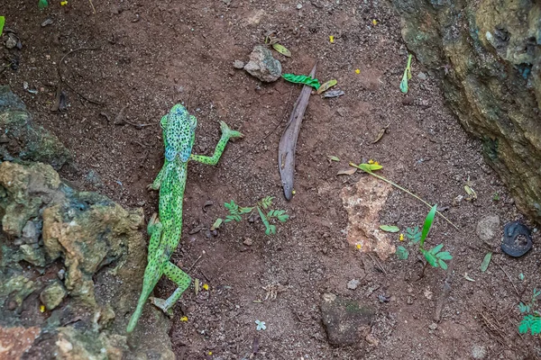 Camaleón en el suelo. Chameleo en Zanzíbar — Foto de Stock