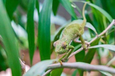 Yaprakların arasında saklanan bir dalda bukalemun. Zanzibar 'da bukalemun
