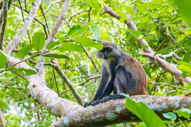Kırmızı Colobus Piliocolobus Tephrosceles 'in şubede oturan fotoğrafı. Zanzibar, Tanzanya