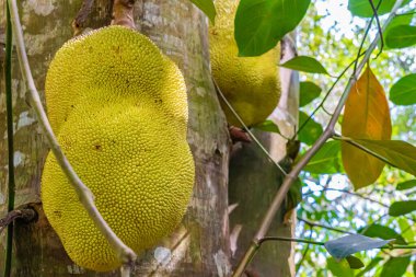 Bir Jackfruit, Jaca bir Jackfruit ağacında sallanıyor. Tür Artocarpus heterofillus. Zanzibar, Tanzanya
