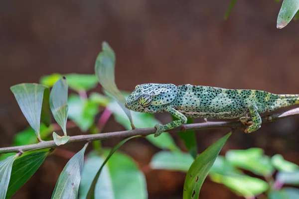 Kameleon na gałęzi chowający się w liściach. Kameleon na Zanzibarze — Zdjęcie stockowe