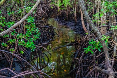 Mangrove ormanında küçük bir nehir, Zanzibar. Çamurdaki tropik orman. Jozani Ormanı
