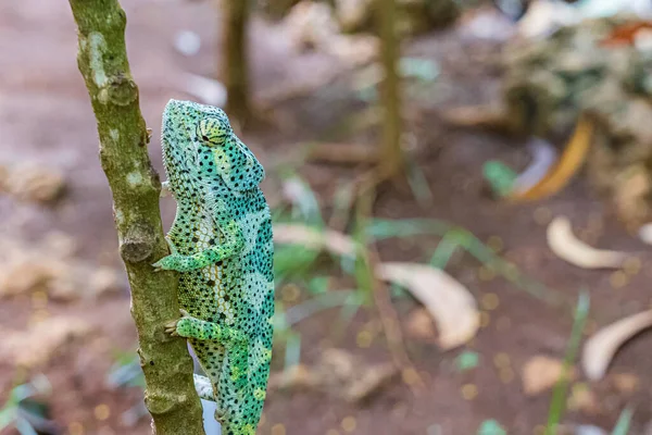 Ο Χαμαιλέων ανεβαίνει στο δέντρο. Chameleo στη Ζανζιβάρη — Φωτογραφία Αρχείου