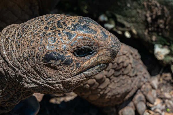Close up de tartaruga gigante Aldabra, Tartaruga em Zanzibar, Tanzânia. — Fotografia de Stock