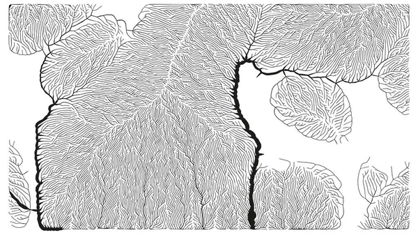 Növekedési minta. Generatív elágazó szerkezet. Az edények szerkezetének szerves hálója. — Stock Vector