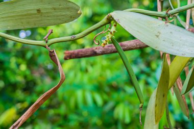 Zanzibar, Tanzanya 'daki çiftlikte büyüyen Vanilya sürüngeninin yakınında.