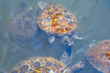 Birkaç deniz kaplumbağası suda yüzüyor. Zanzibar, Tanzanya