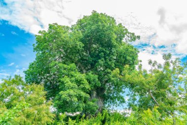 Ormandaki Yeşil Baobab Ağacı, Zanzibar, Tanzanya