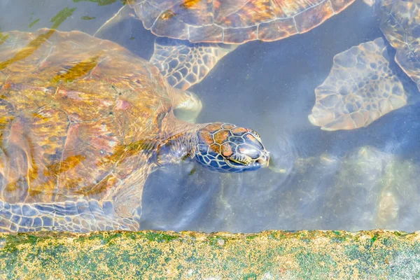 Close up de tartarugas marinhas nadar na água. Zanzibar, Tanzânia — Fotografia de Stock