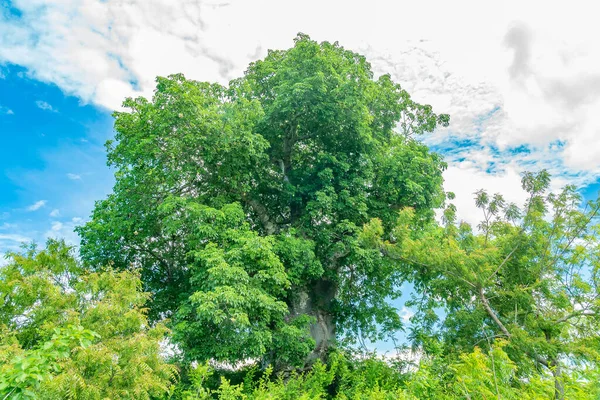 Ormandaki Yeşil Baobab Ağacı, Zanzibar, Tanzanya