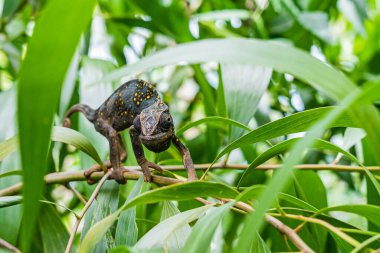 Yaprakların arasında saklanan bir dalda bukalemun. Zanzibar 'da bukalemun