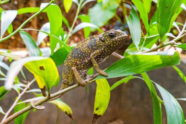 Yaprakların arasında saklanan bir dalda bukalemun. Zanzibar 'da bukalemun
