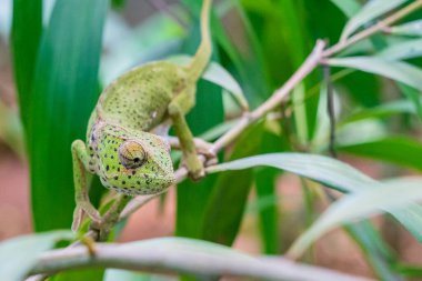 Yaprakların arasında saklanan bir dalda bukalemun. Zanzibar 'da bukalemun