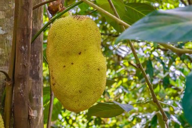 Jackfruit 'e yaklaş, Jaca bir meyve ağacına asılacak. Tür Artocarpus heterofillus. Zanzibar, Tanzanya