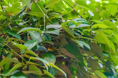 Karabiber, karabiber, nigrum. Tanzanya, Zanzibar 'daki baharat çiftliği