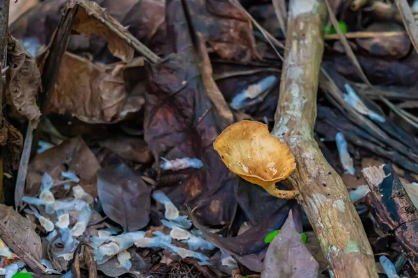 Zanzibar Jozani yağmur ormanlarındaki ağaç kökündeki mantarlar. Jozani-Chwaka Körfezi Koruma Alanı, Tanzanya, Afrika