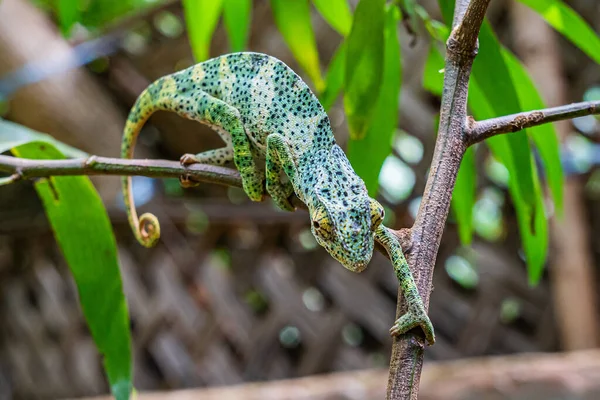 Camaleón en una rama escondida en las hojas. Chameleo en Zanzíbar — Foto de Stock