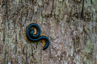 Ağaç kabuğundaki dev kırkayak, Zanzibar, Tanzanya